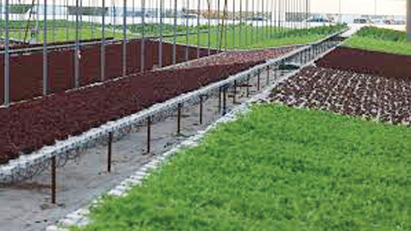 Soilless farming investments expanding in Istanbul