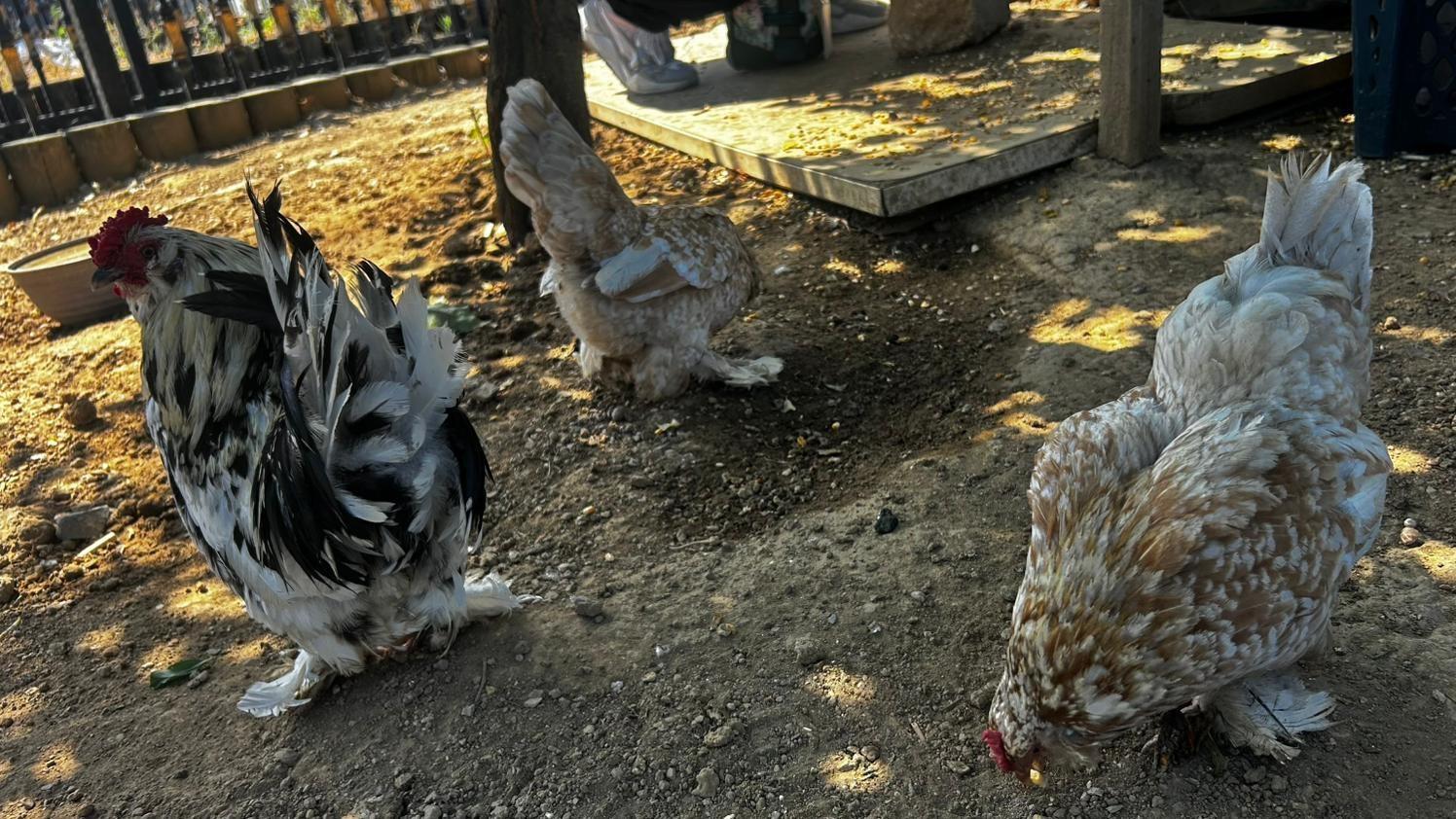 Chickens become attraction at Istanbul transit hub
