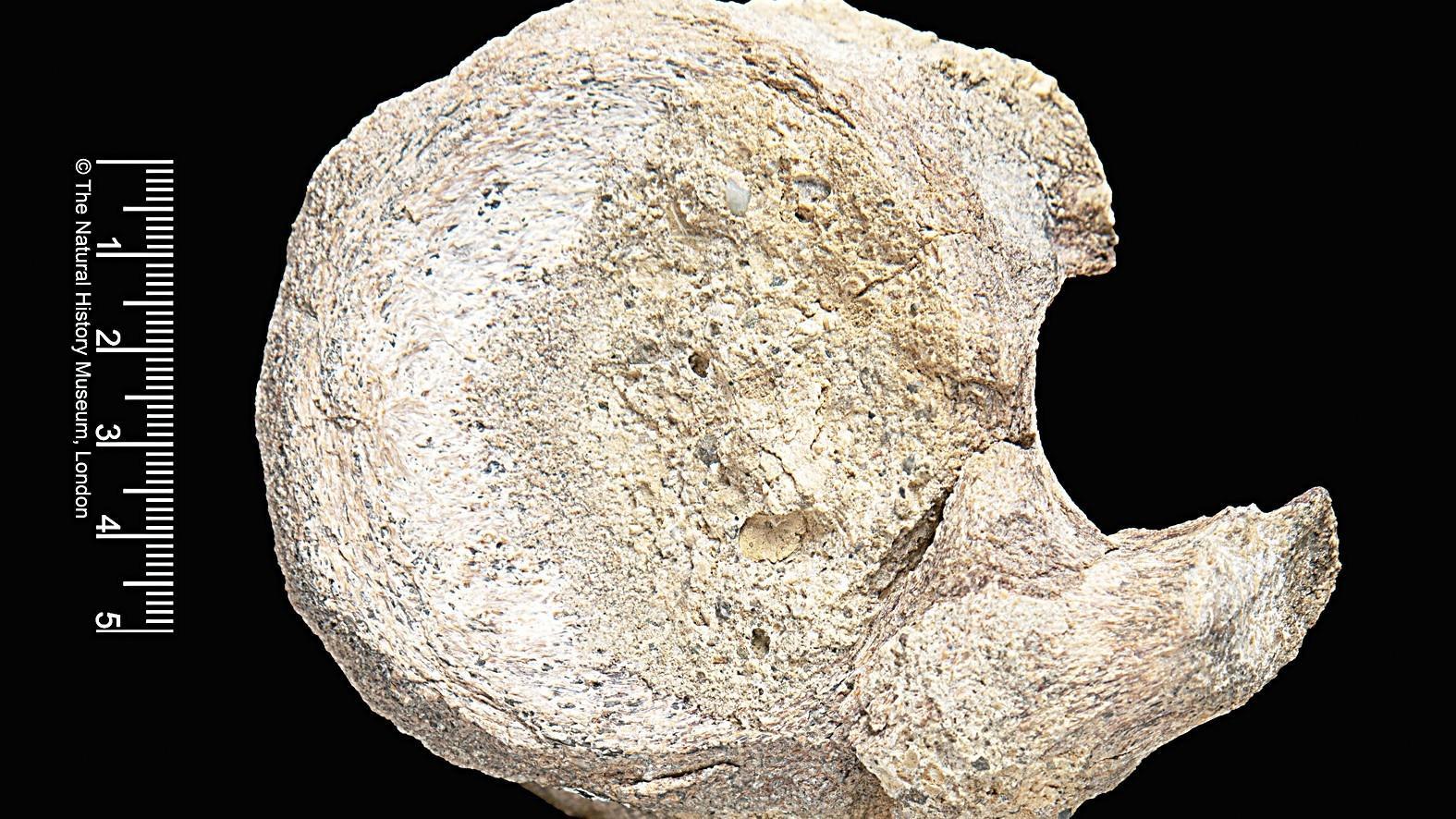 A rare dinosaur fossil found tucked away in a drawer