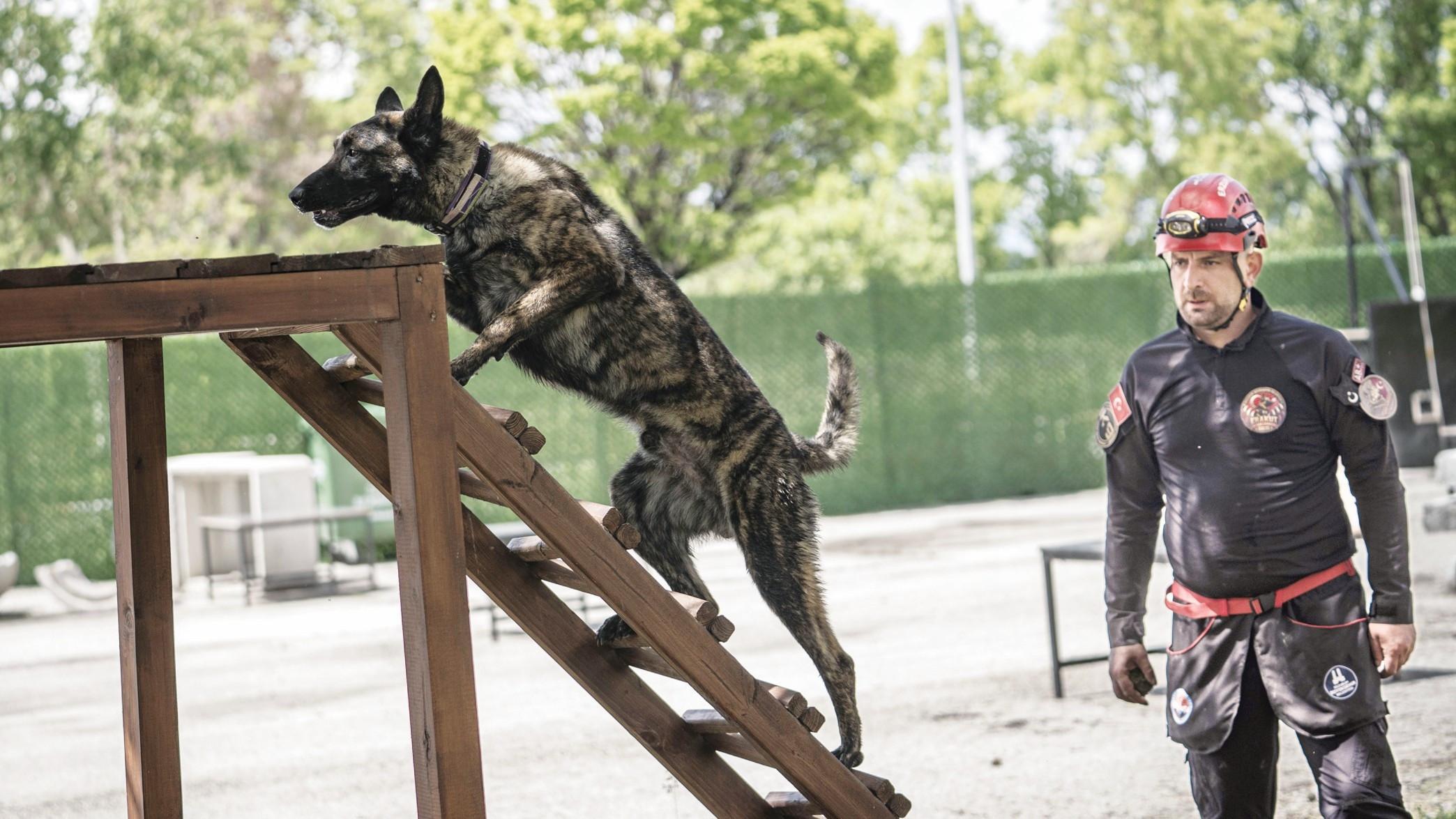 Rescue dog Ego certified for disaster response
