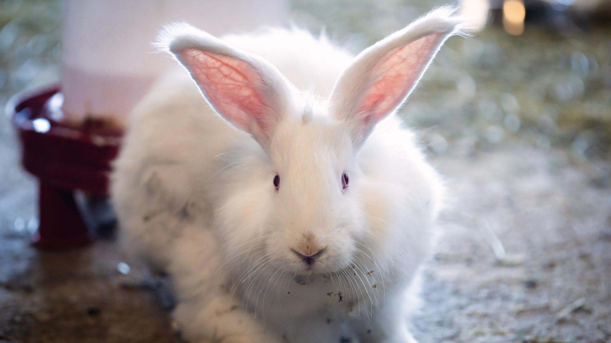 Protected Angora rabbits receive special care in Ankara