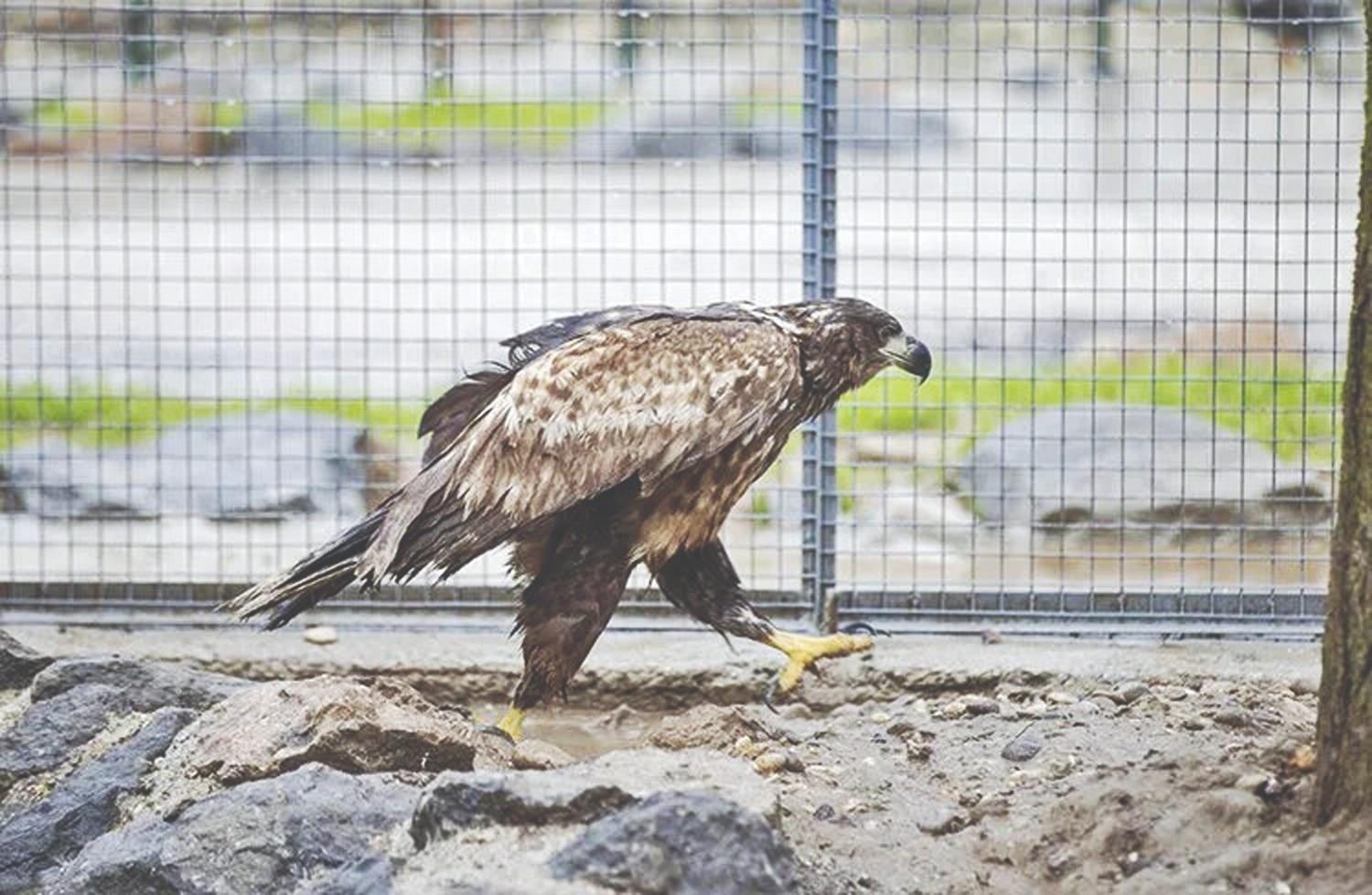More than 2,200 rehabilitated wild animals returned to nature