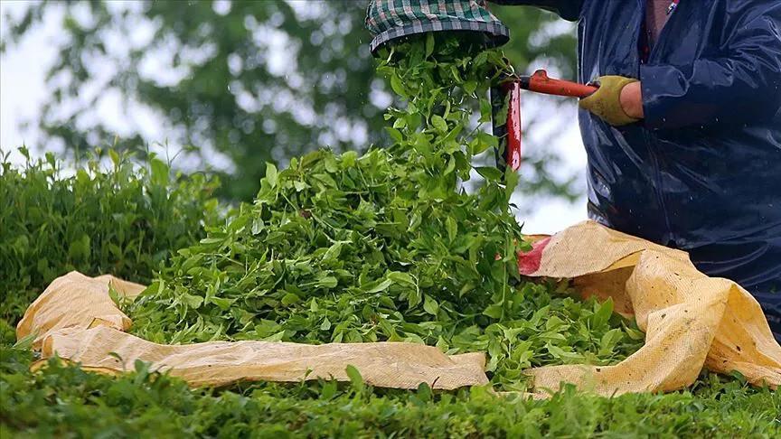 Turkish tea exports exceed $17.5 mln in first half