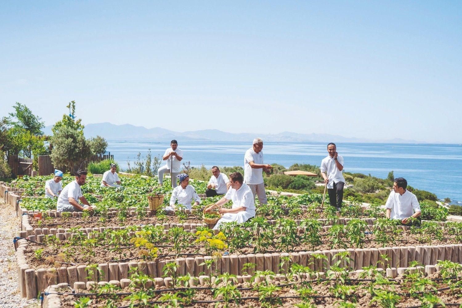 What happens when seafood restaurant decıdes to save sea?