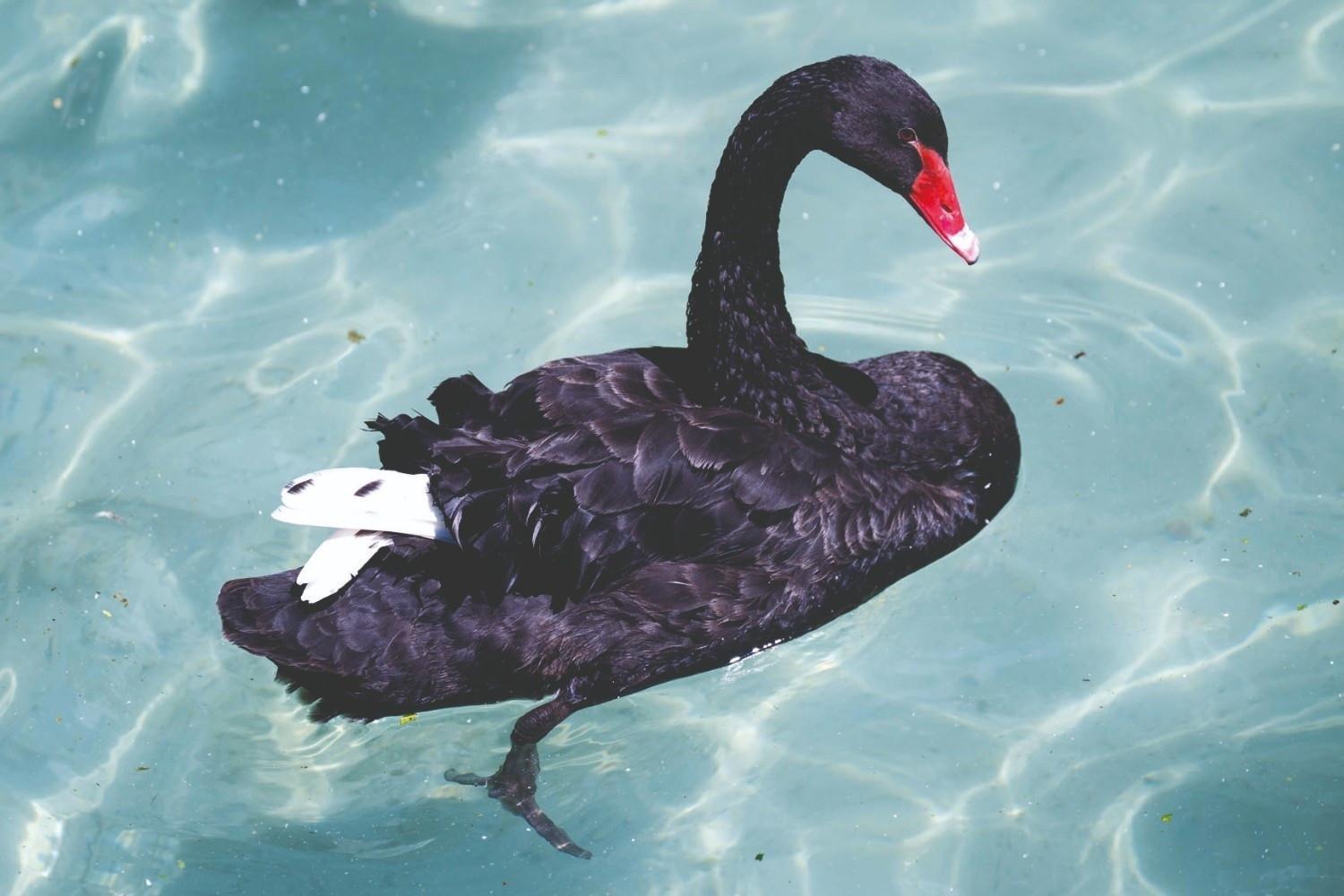 Five cygnets expected as nesting season begins at Kuğulu Park