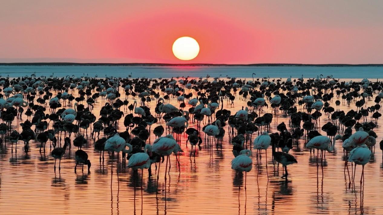 Tuz Lake records highest flamingo chick count in 5 years