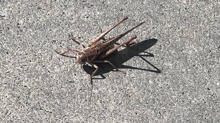 Giant grasshoppers swarm several Istanbul districts