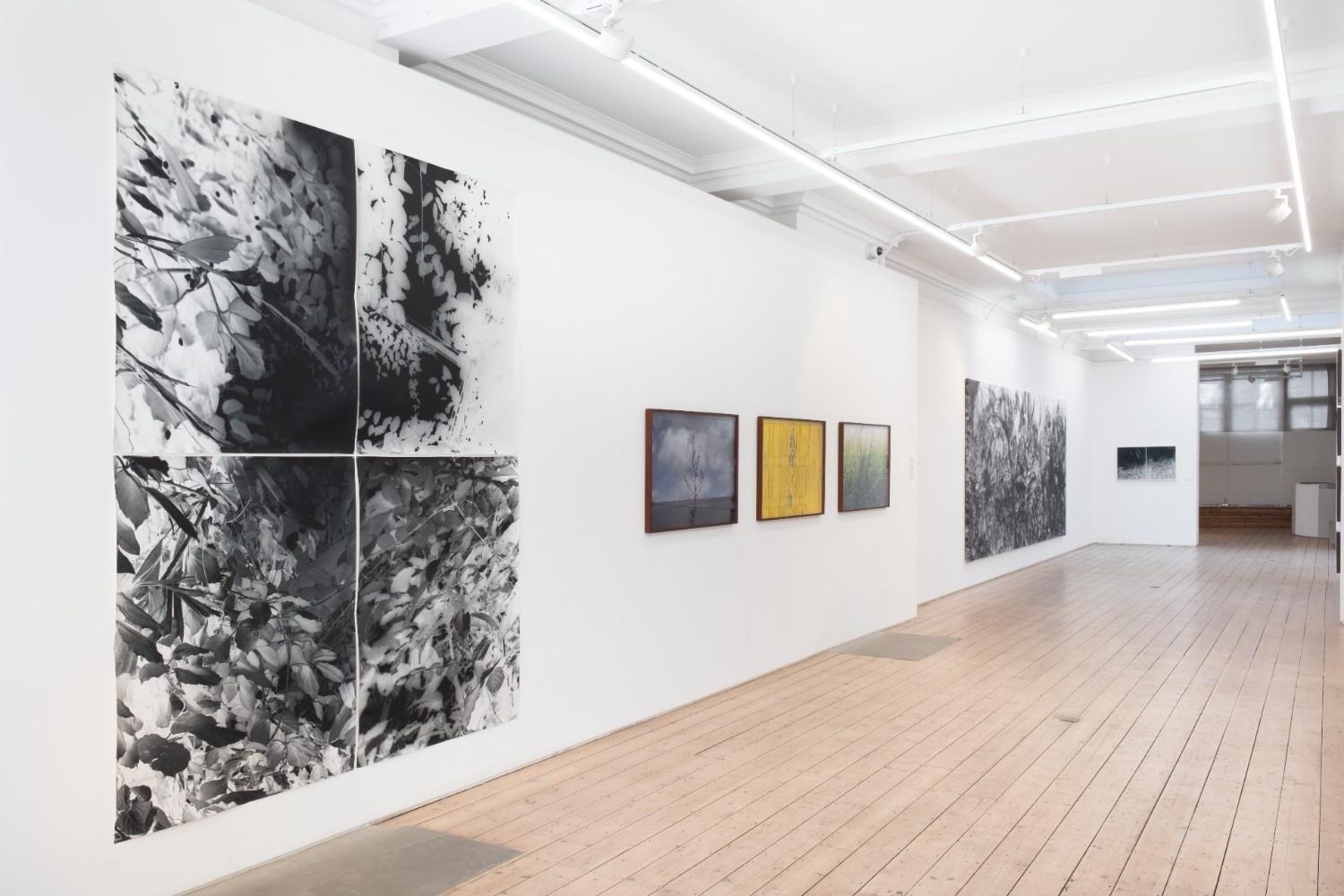 Vision Art Platform presents ‘Botanicals’ in London