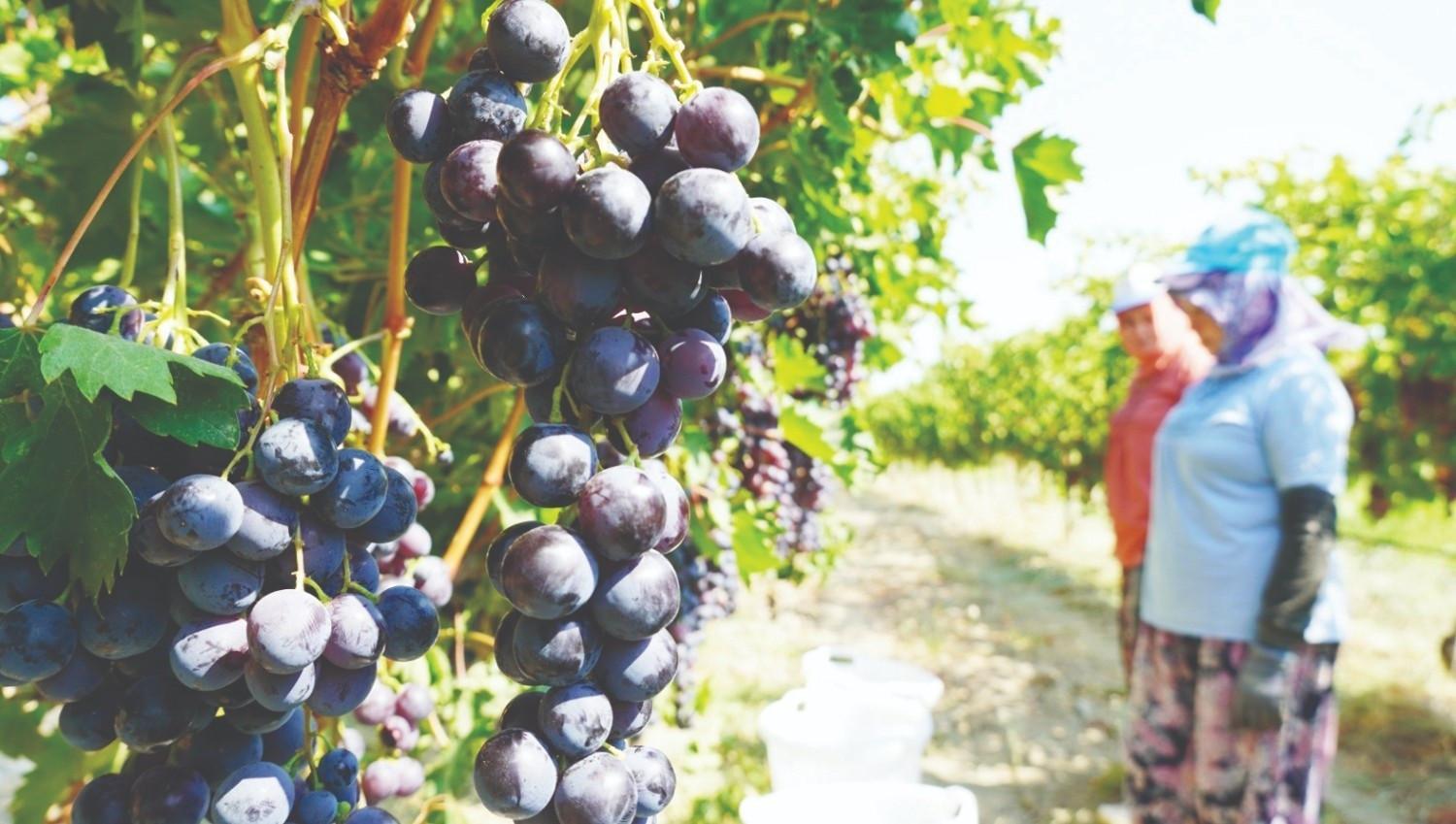 Turkish produce exports hit $2 billion mark in first half