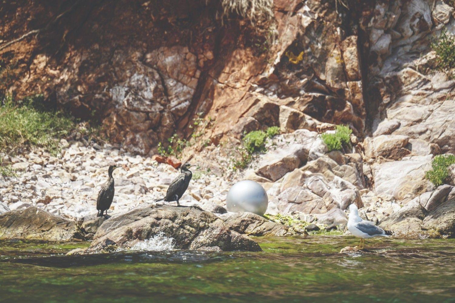 Seagulls mistake styrofoam for food in the Marmara Sea