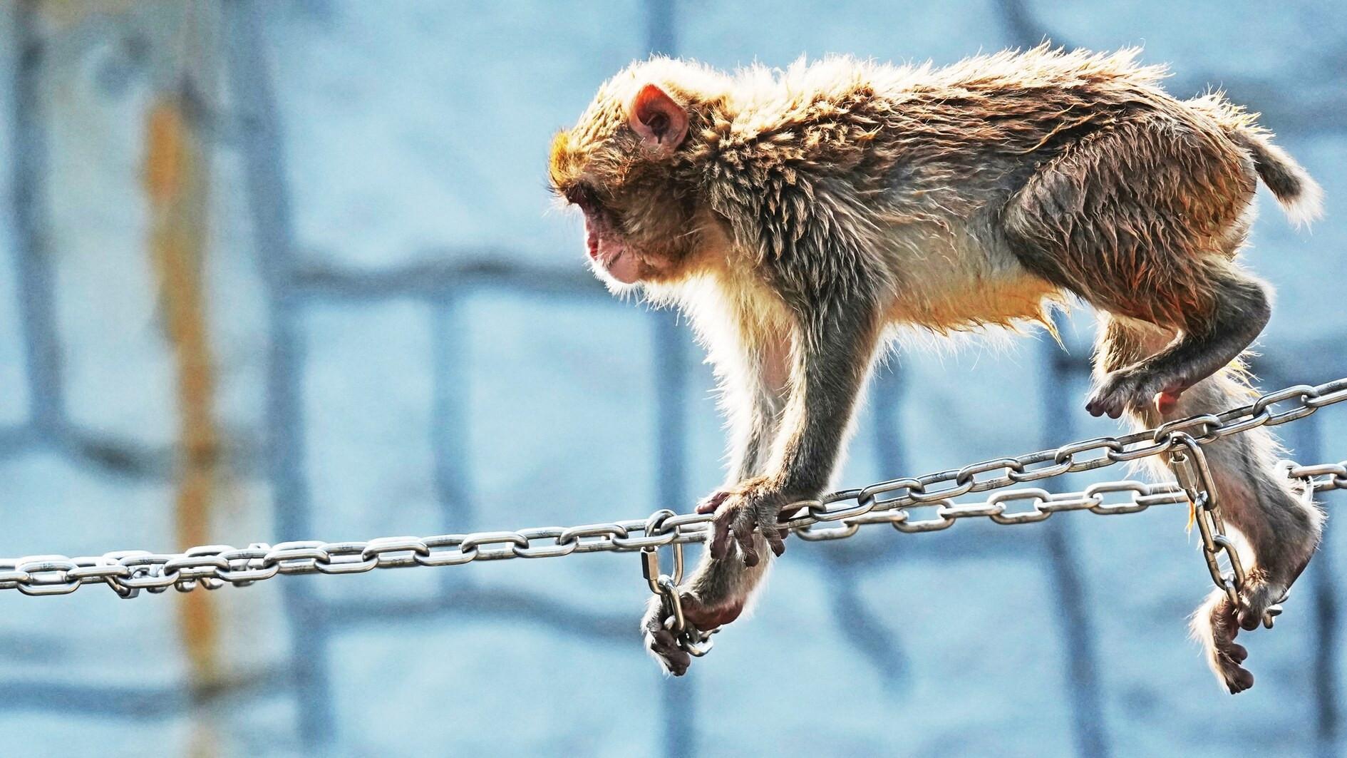 Japan’s monkey sensation Punch celebrates birthday