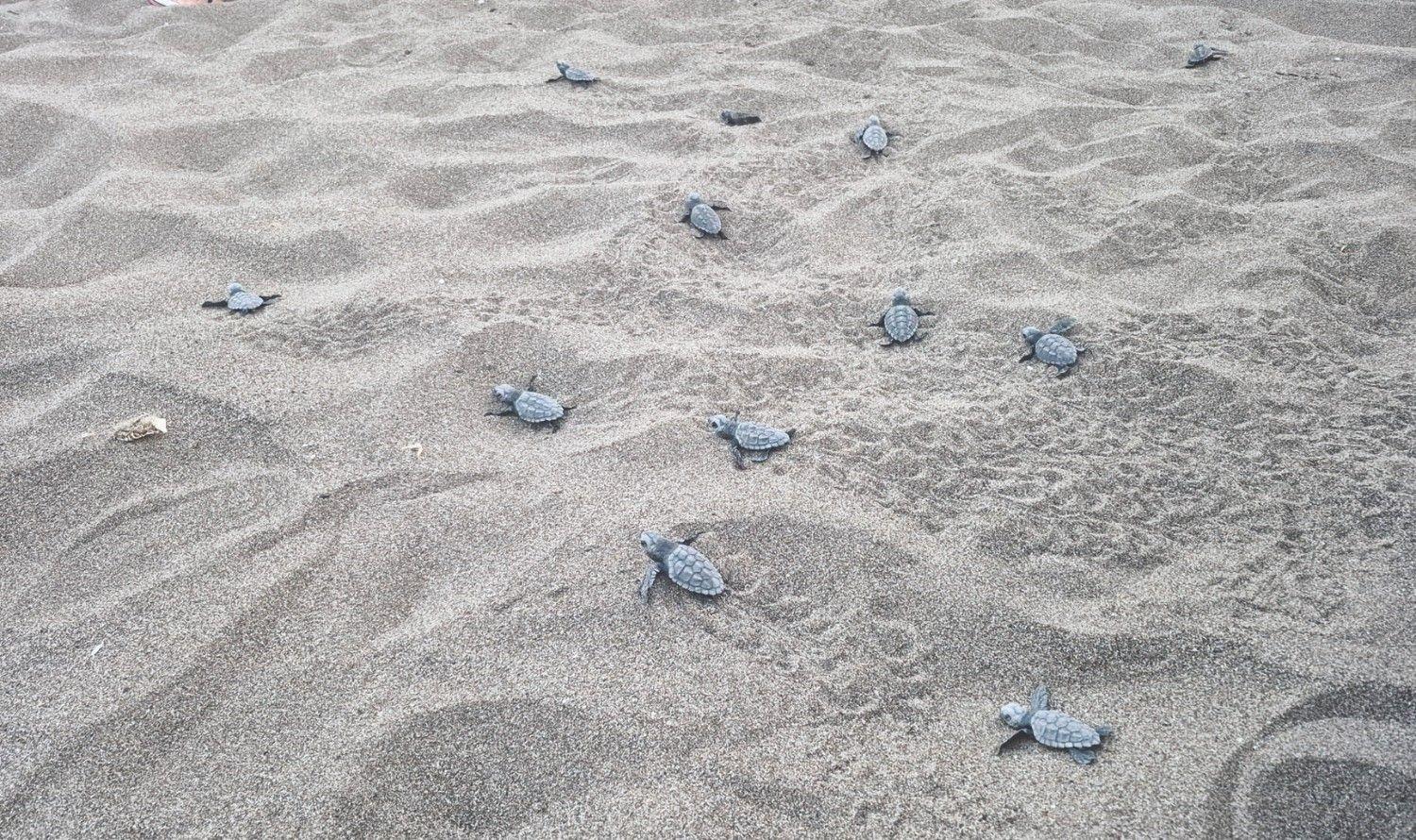 6,000 baby loggerhead turtles reach sea in Muğla
