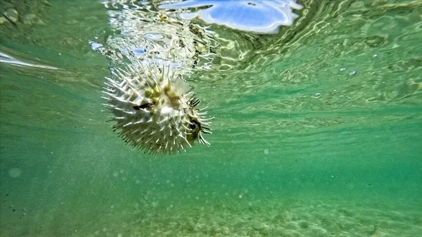 50 million invasive pufferfish blocked from entering ecosystem