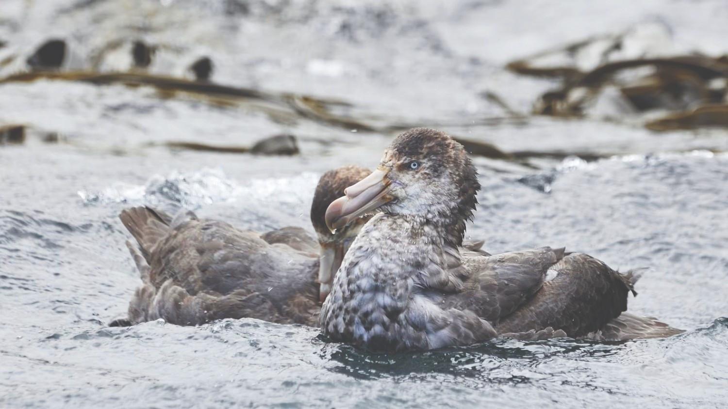 Australia confirms local transmission of bird flu