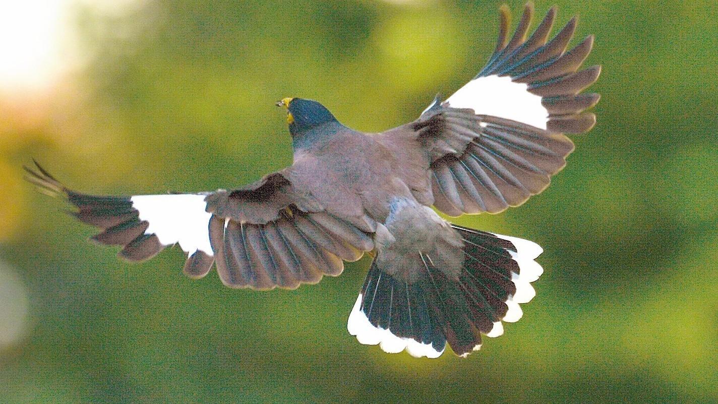 Invasive mynas threaten Istanbul birds