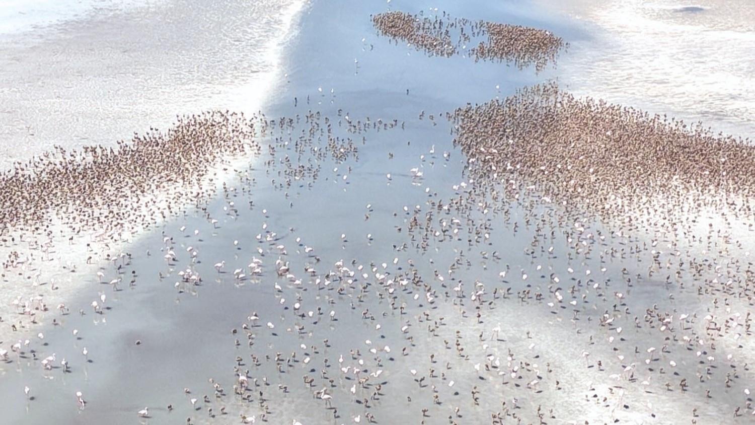 Tuz Lake's flamingos rear young communally