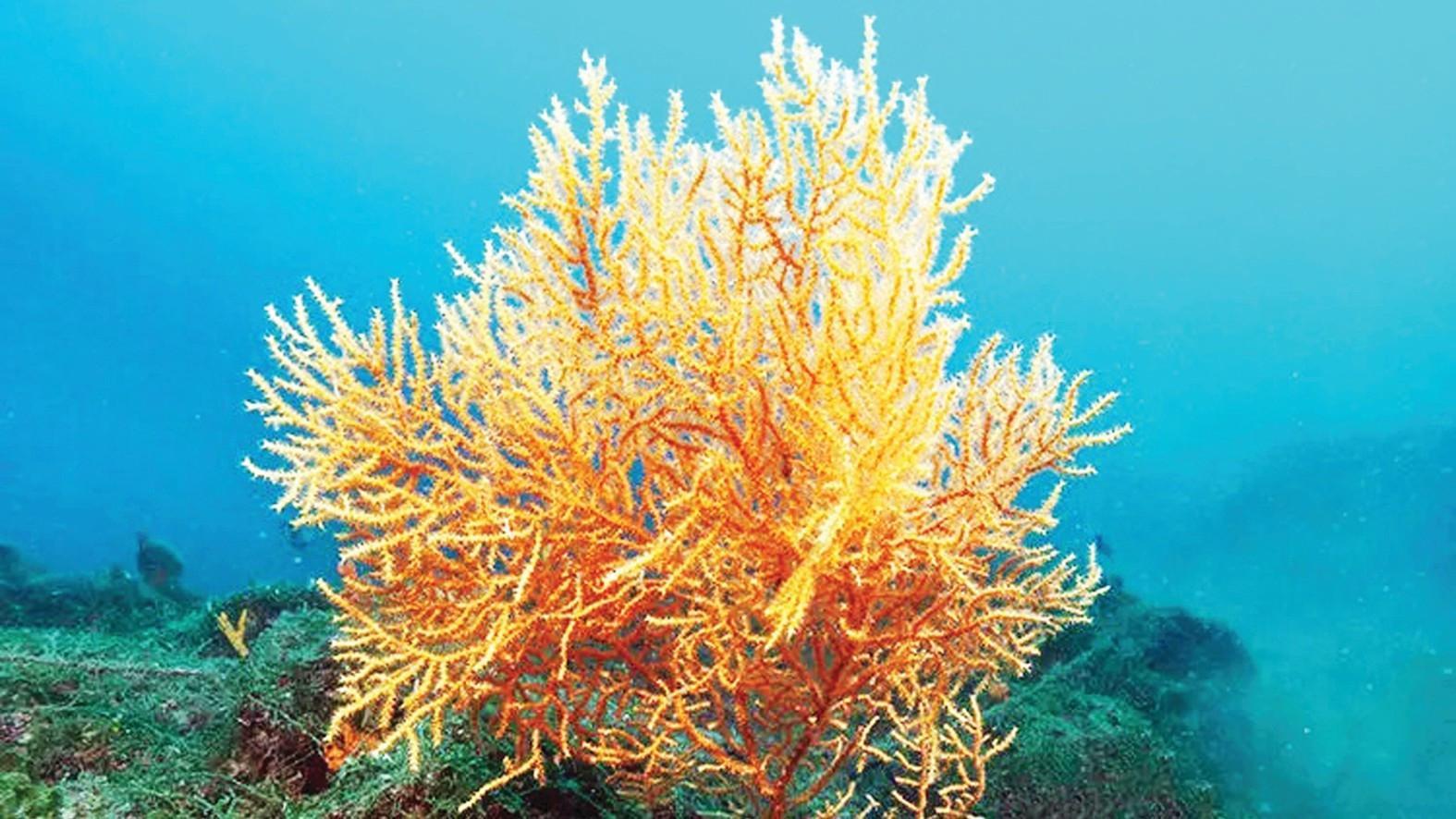 Largest coral forest of Aegean uncovered off Gökçeada coast