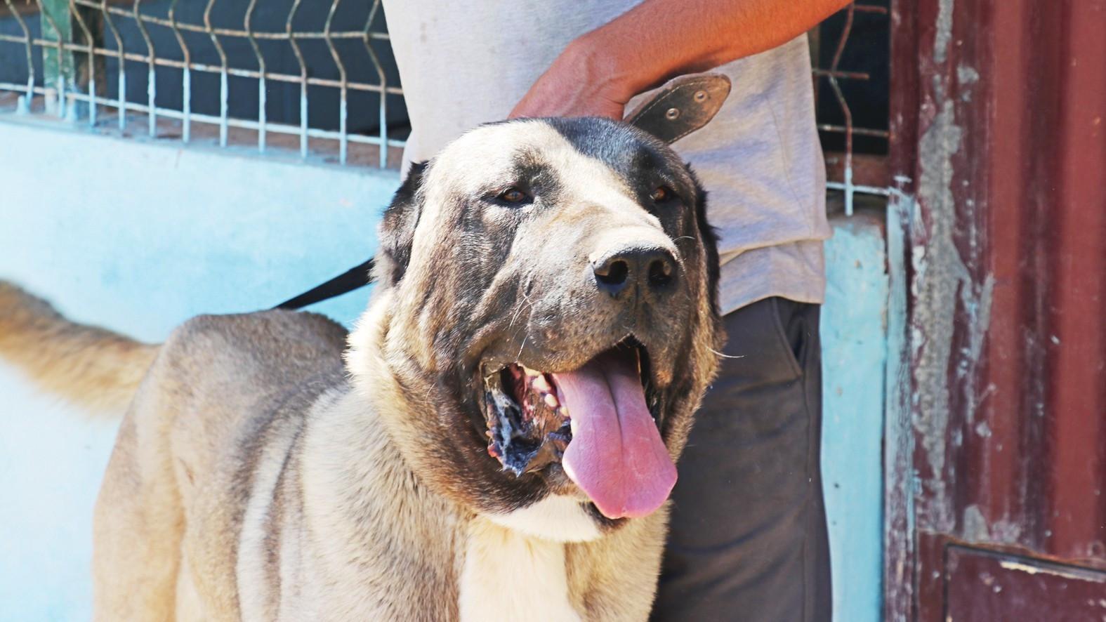 Kangal dogs to compete in beauty contest in native Sivas
