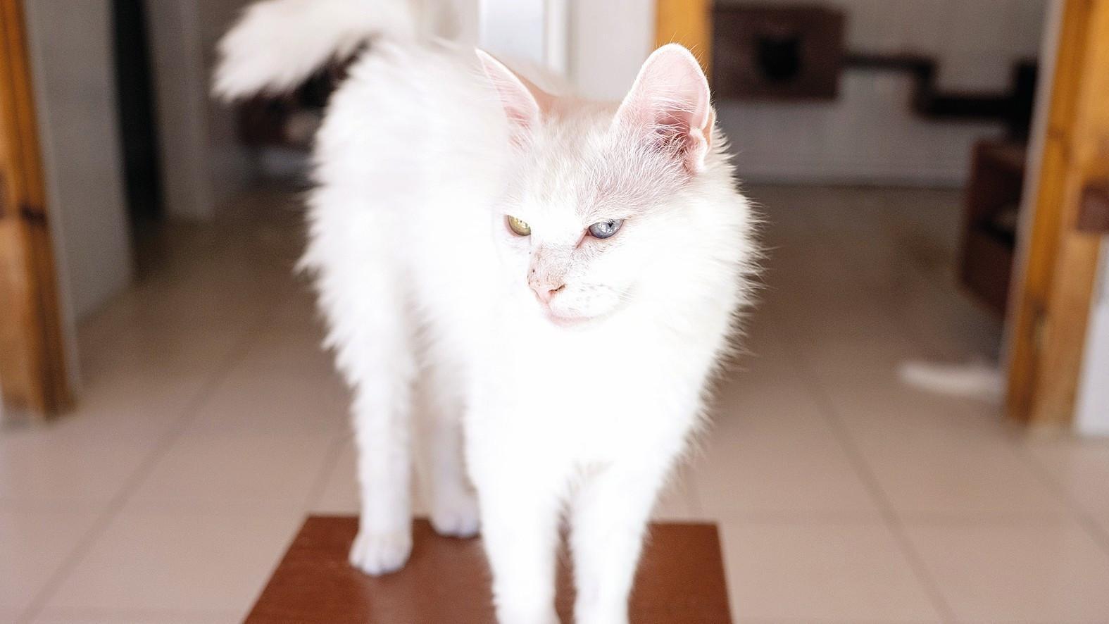 Facility protects endangered purebred Ankara cats