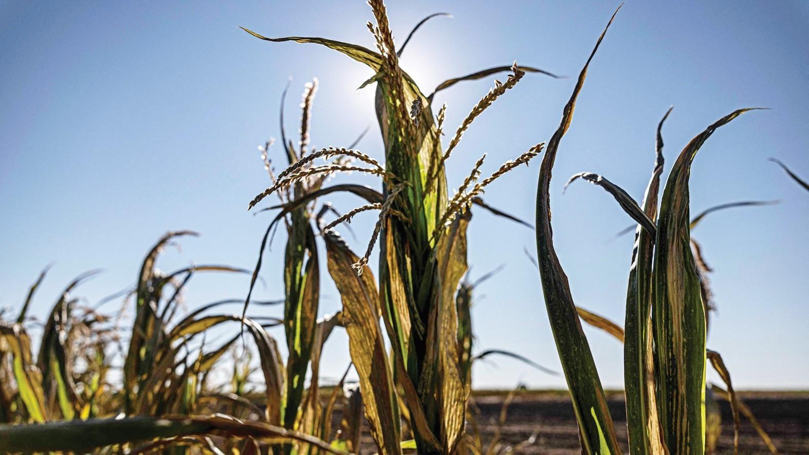 French farmers bracing for smallest corn crop since 1980