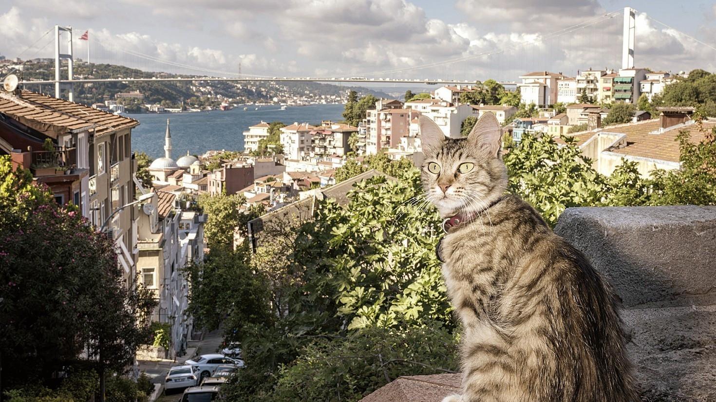 Istanbul’s street cats leave their paw prints on daily life