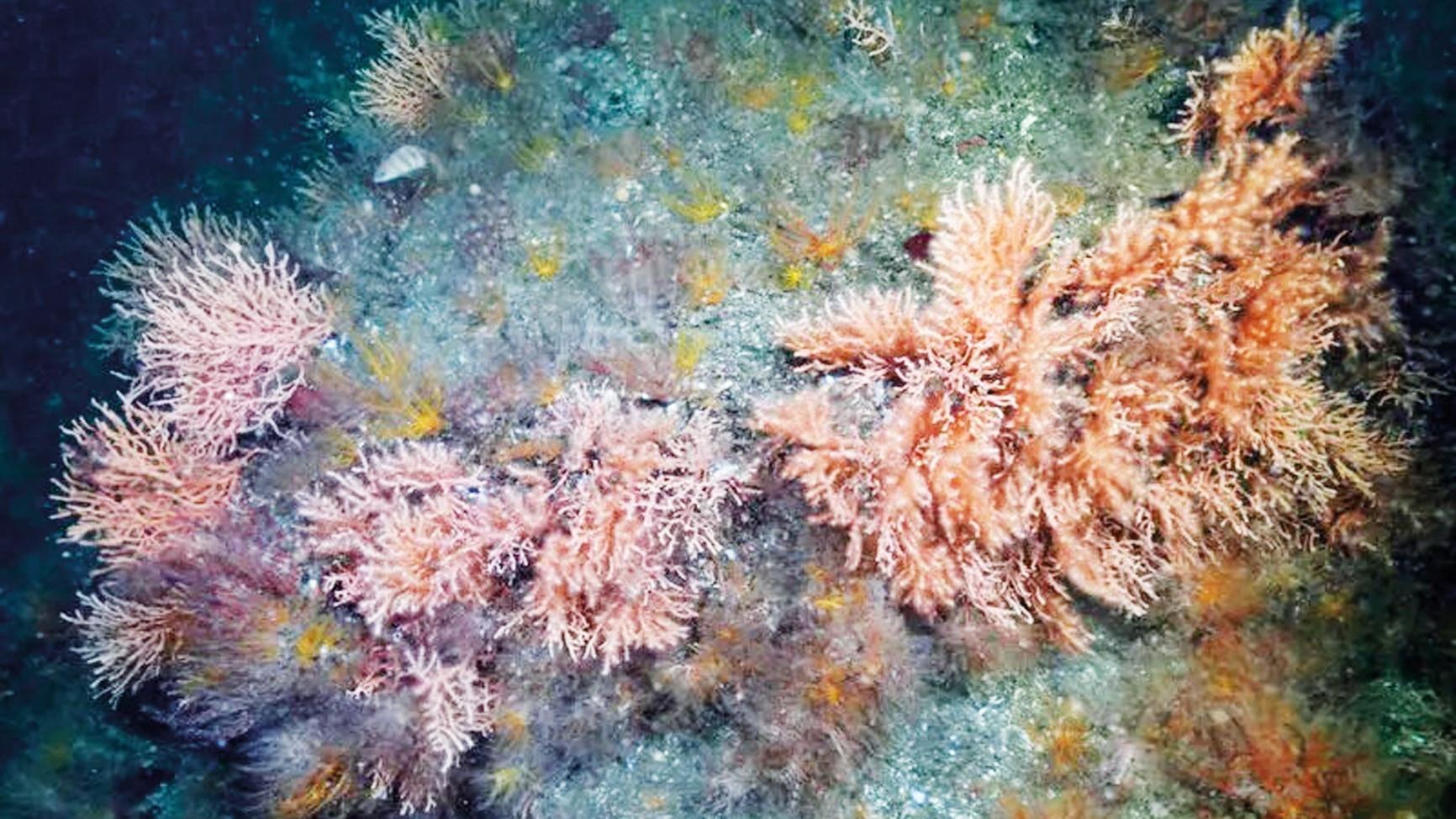 Scientist calls for joint action to save Aegean
