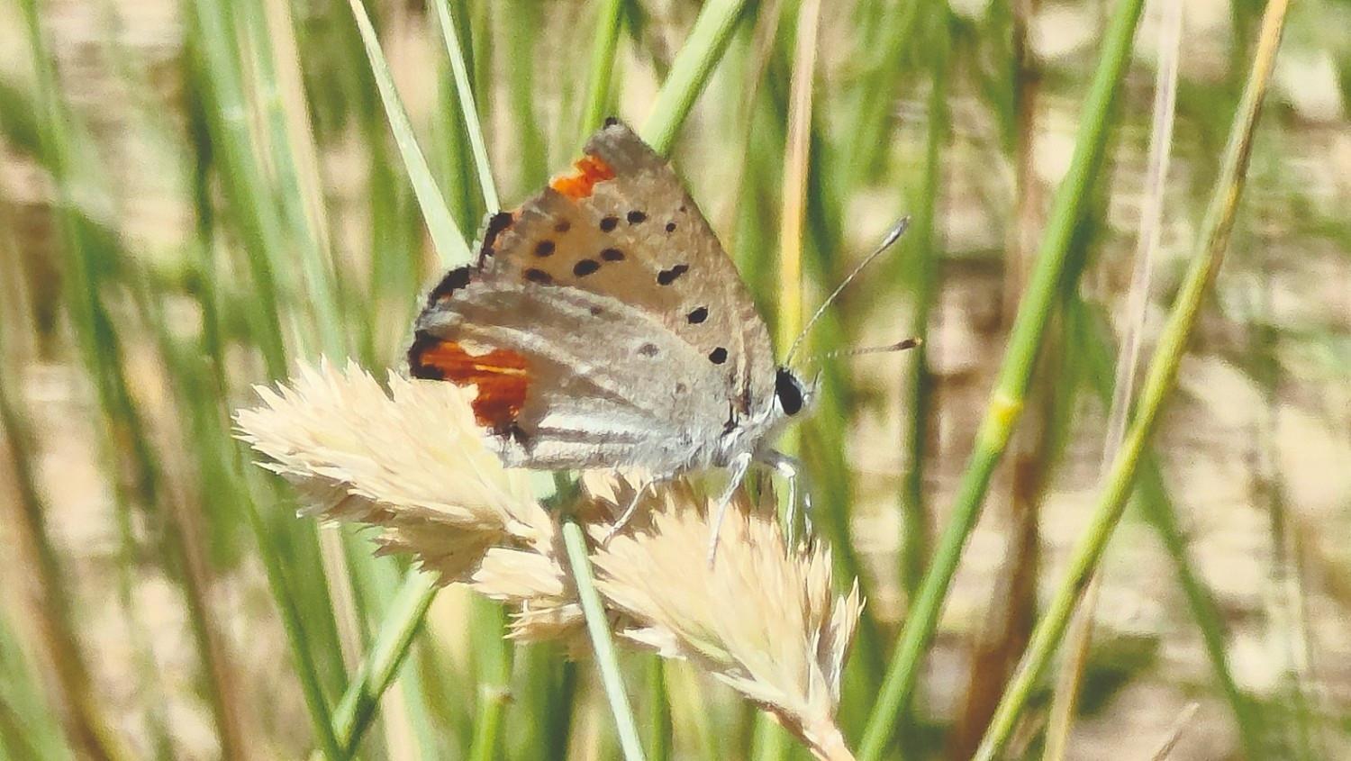 Nature lovers in pursuit of butterflies