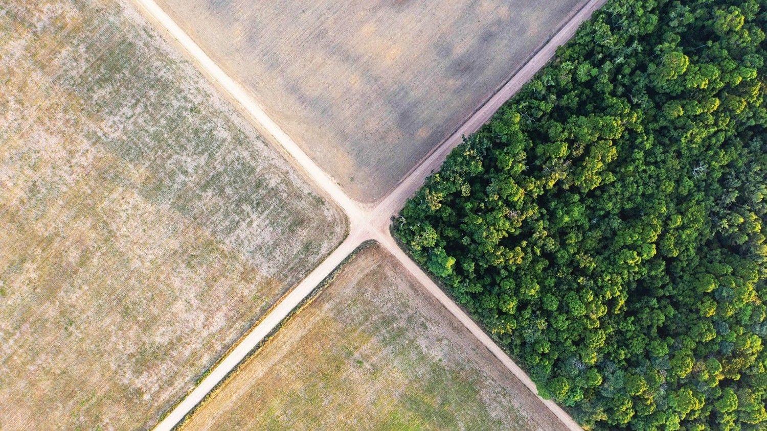 Brazil’s natural areas shrink: Study