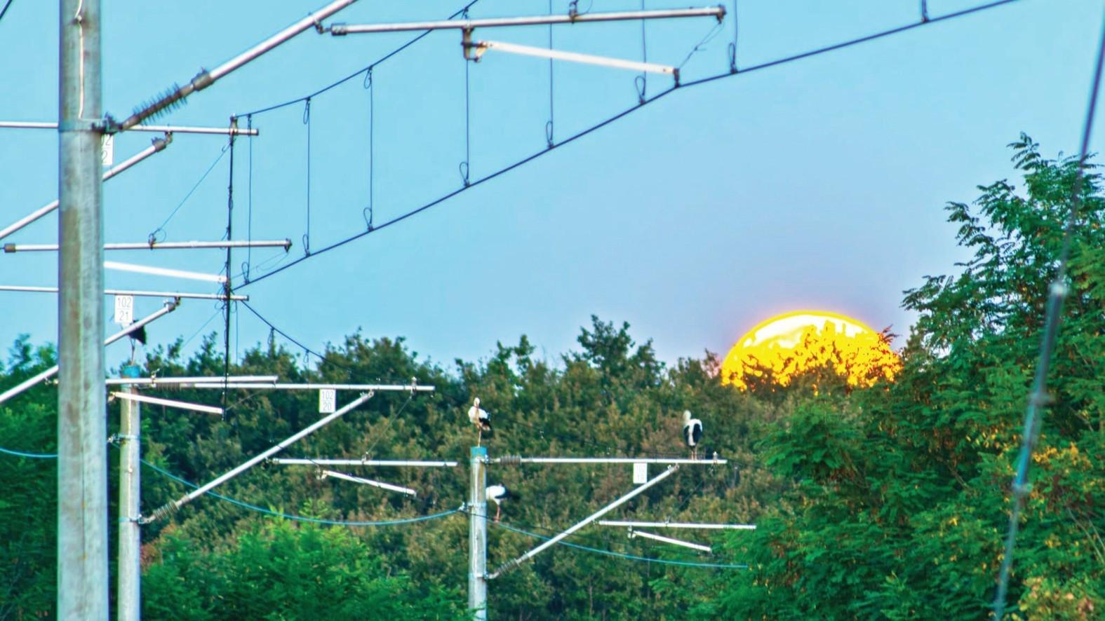 Turkish State Railways launches Istanbul stork study