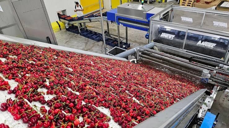 Cherry exports hit $235 mln in seven months