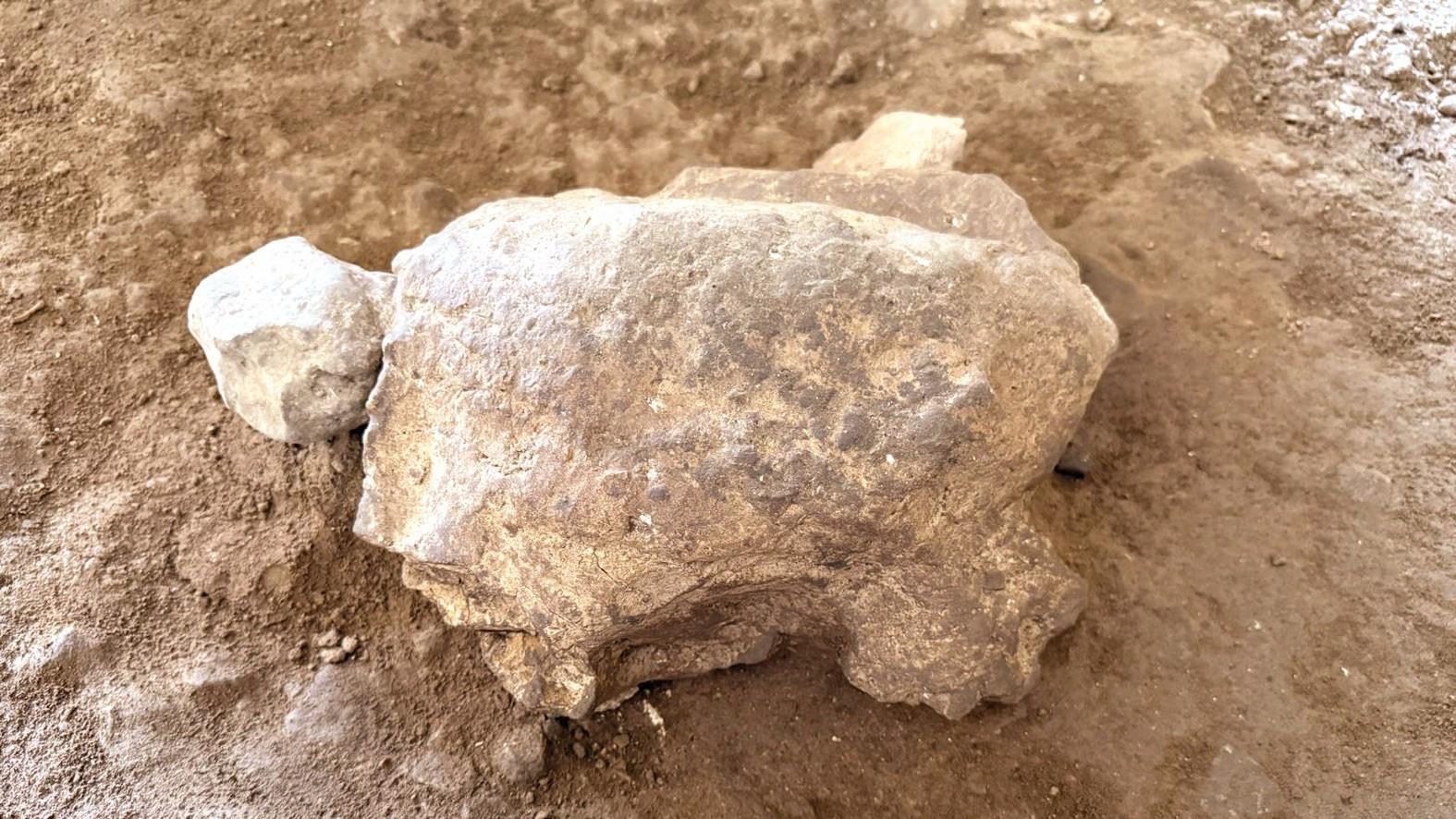 Recently dug turtle figurines expose ancient ritual heritage