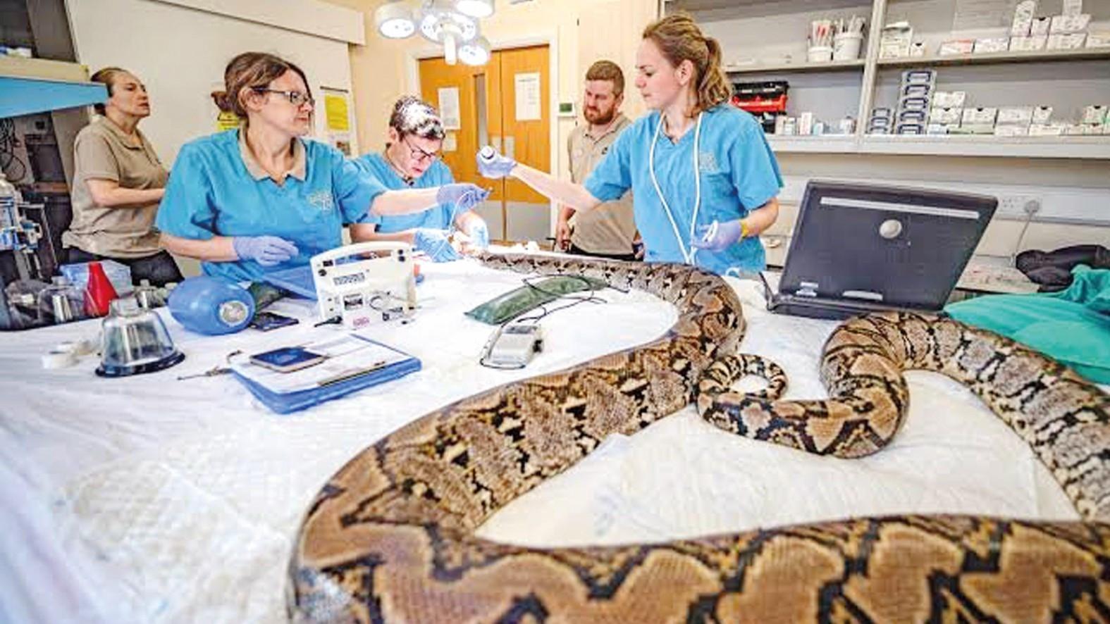 Pioneering cancer treatment saves python named Jodie Foster