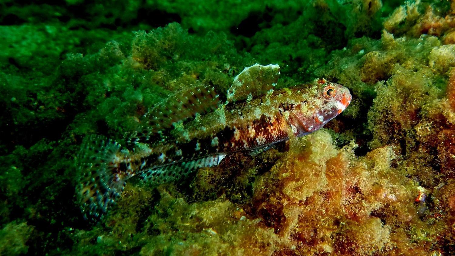 Rare marine life spotted again off Istanbul’s Princes’ Islands