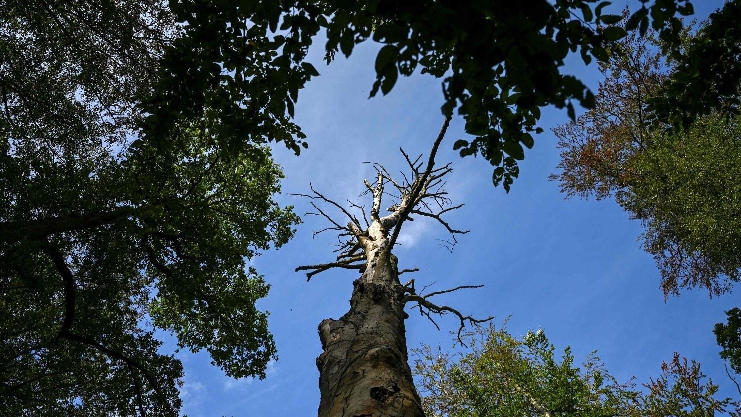 Germany reports record 15,800 heat-related deaths this summer