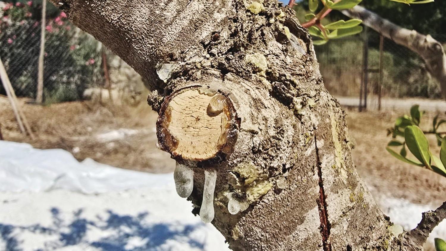 11-year wait ends for first mastic harvest in Muğla