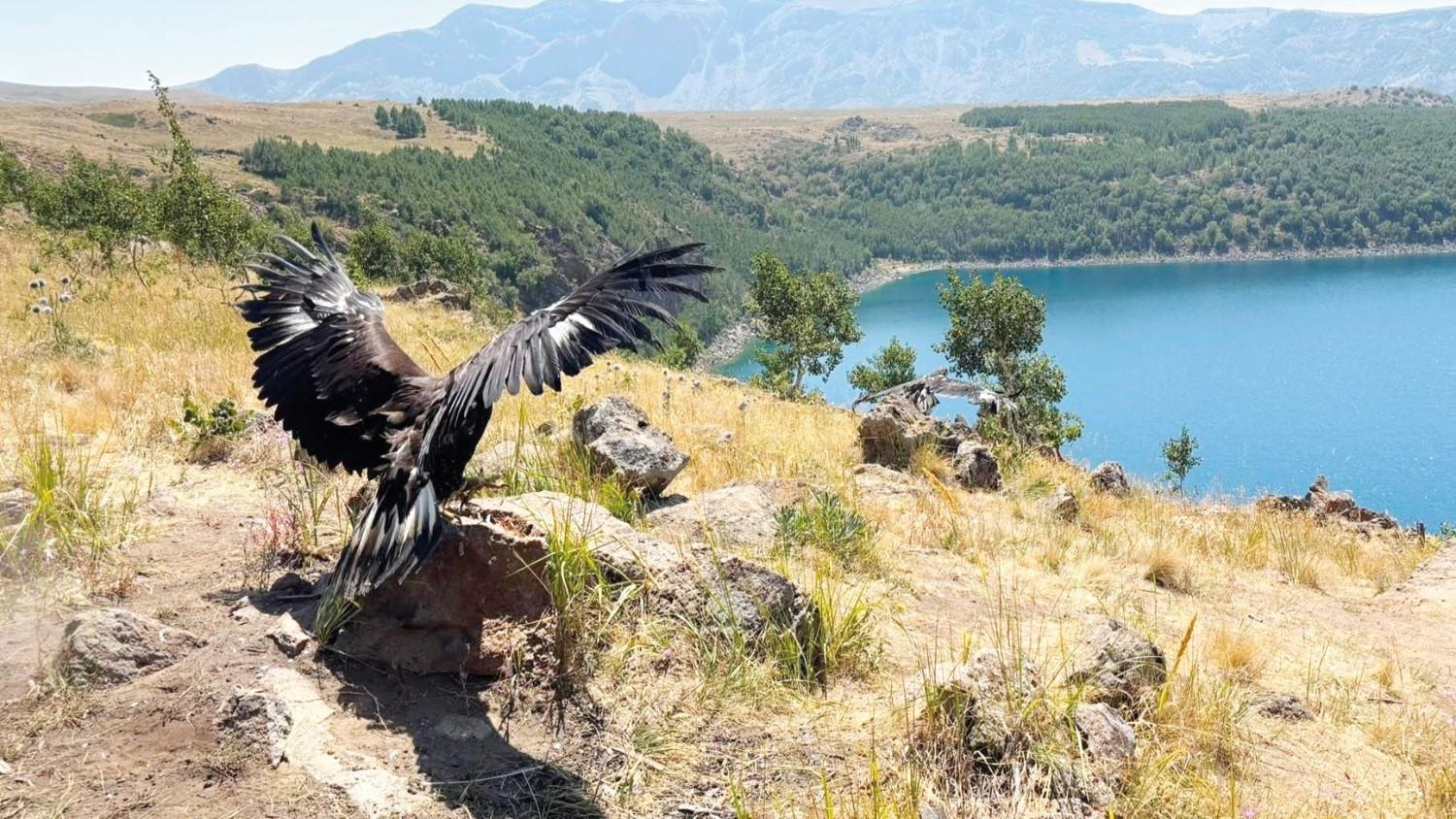 Nearly 5,000 rescued wild animals returned to nature in seven months