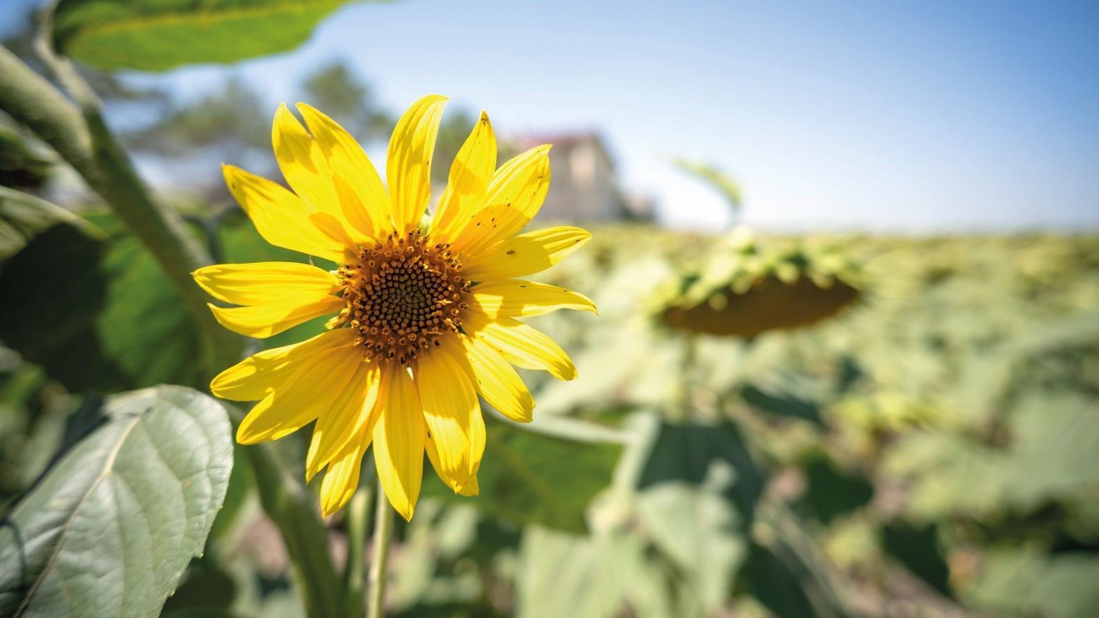 Istanbul sunflower harvest expected to surge 25 percent