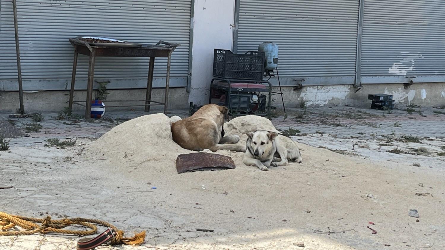 Ministries to deploy inspectors nationwide to monitor stray dog law