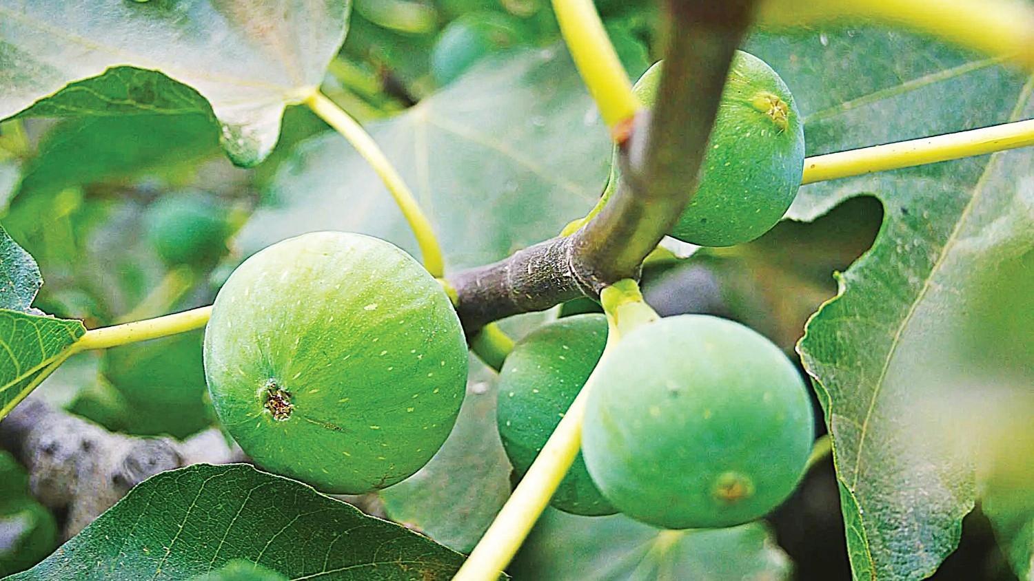 A eulogy to figs