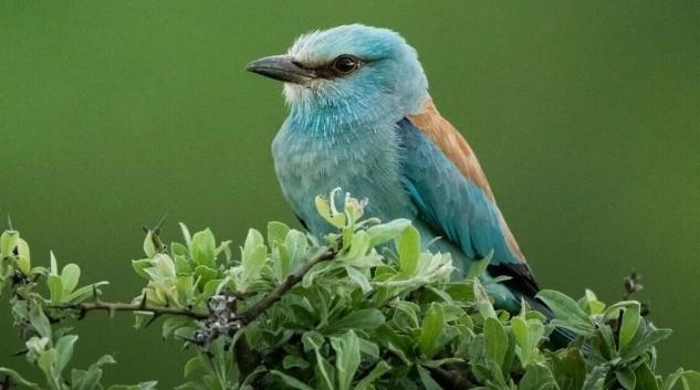 Camera traps reveal Istanbul’s wild side