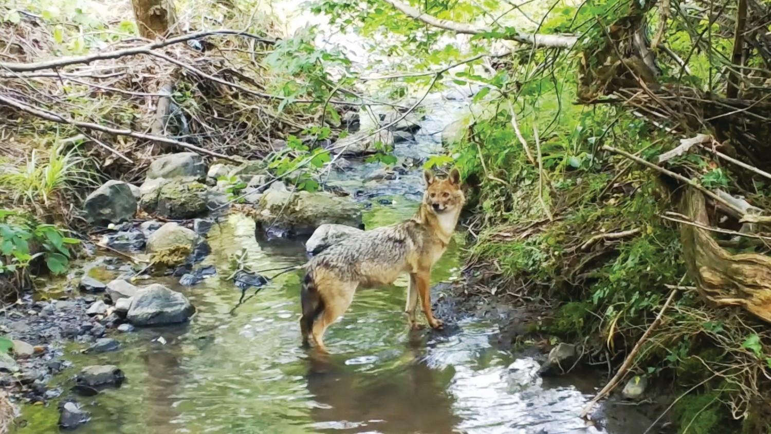 Camera traps reveal Istanbul’s wild side