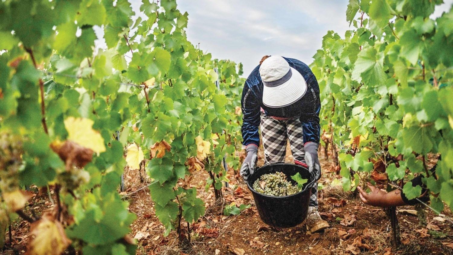 Scorching summer pushes French wine harvest to new historic low