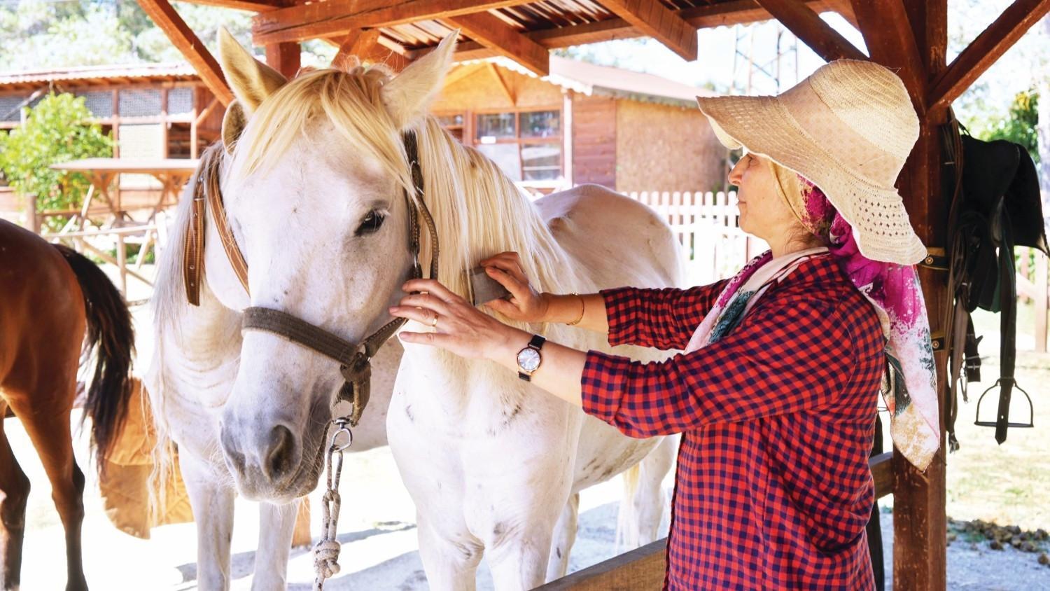 Princes’ Island horses rehomed in northern city