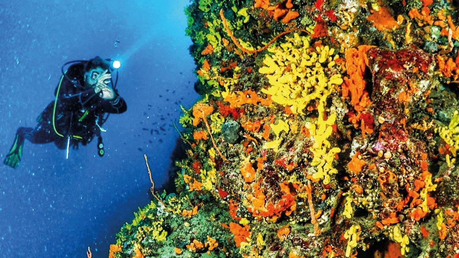 Ayvalık draws diving enthusiasts with its rich underwater life