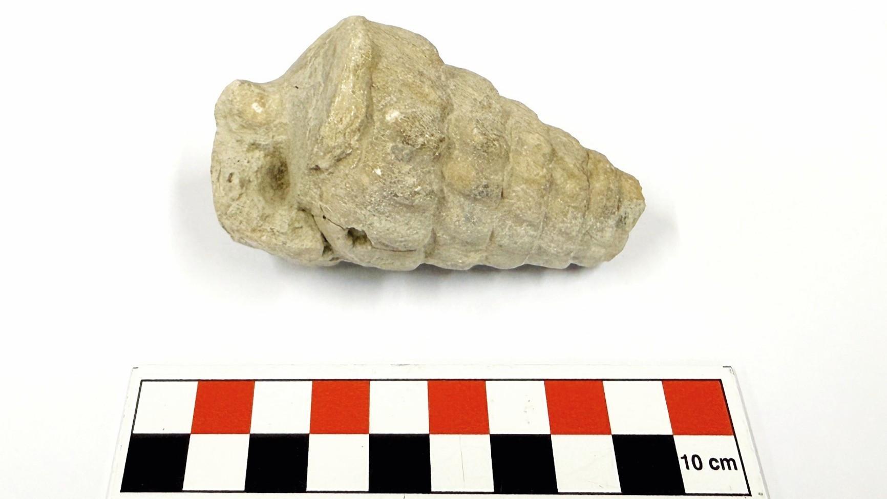 66-million-year-old fossil discovered in Turkish capital