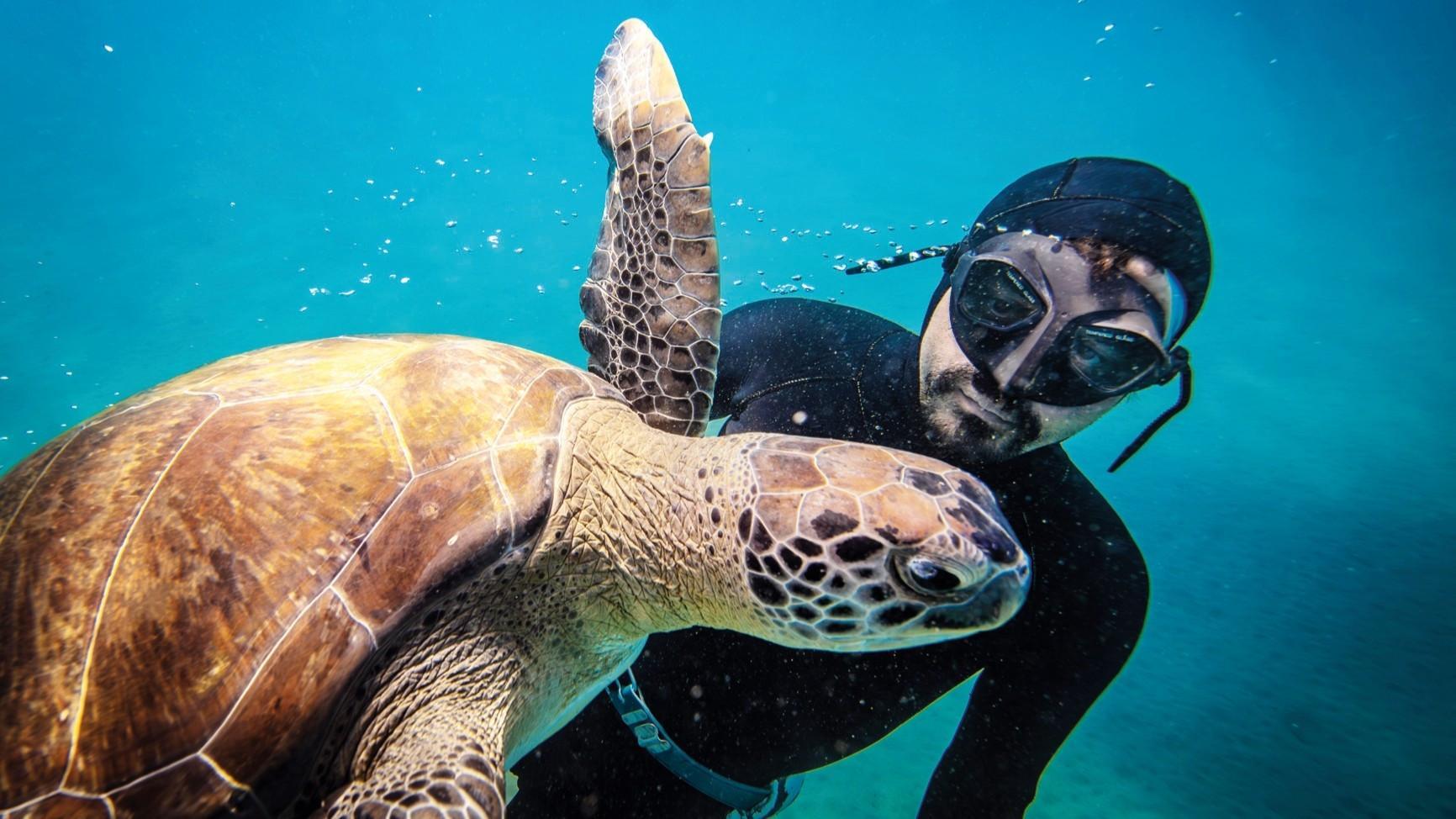 Freediver forms bond with female sea turtle ‘Mahmut’