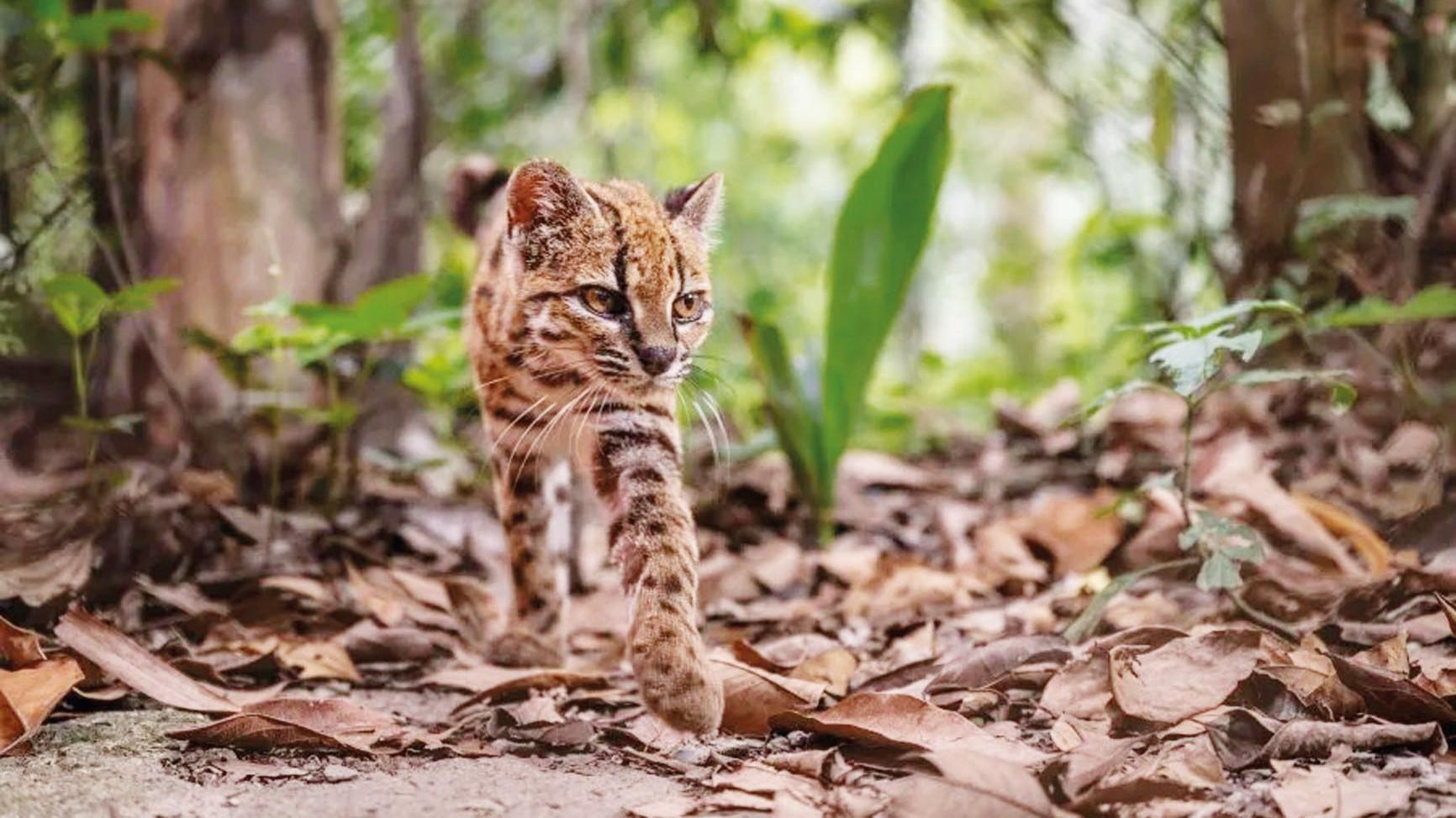 First new wild cat discovered in a century