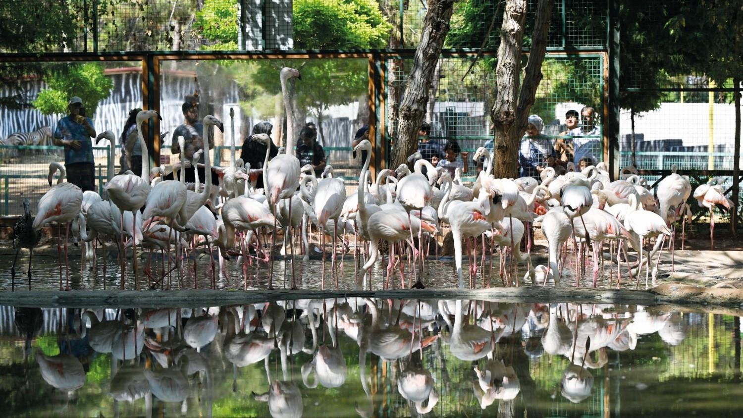 Gaziantep Wildlife Park’s flamingo population reaches 52