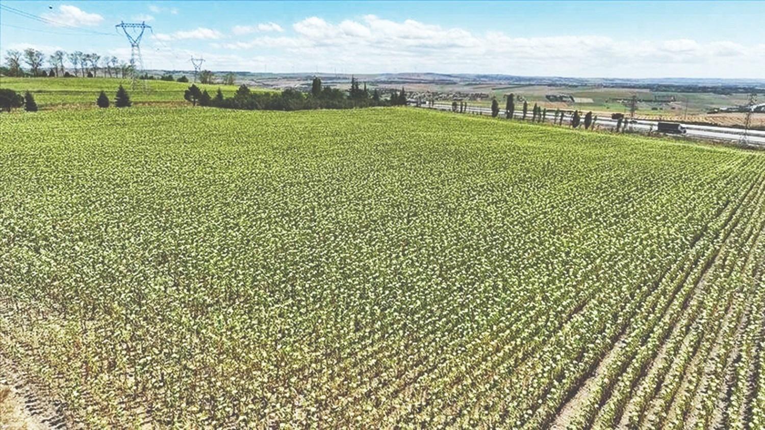 Istanbul’s farmland sustains agricultural production in megacity