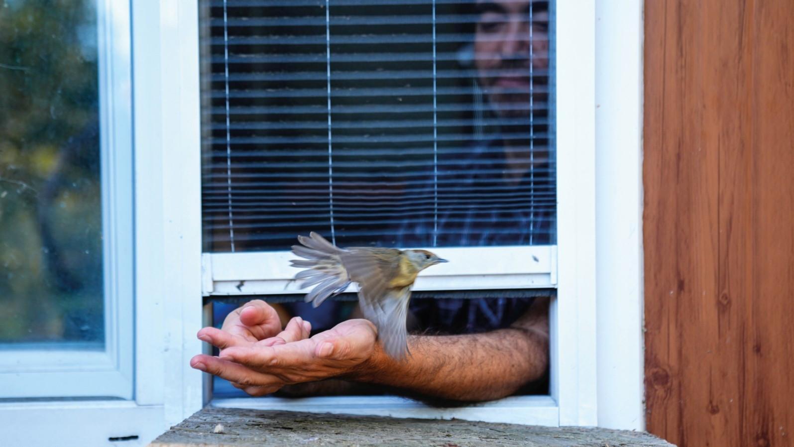 Migratory birds find a vital stopover in Istanbul